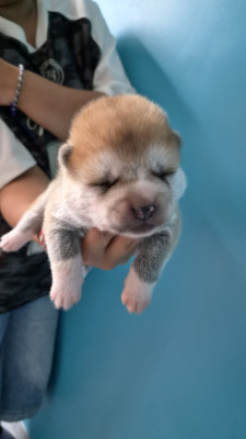 Chiot N°1