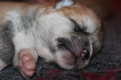 CHIOT