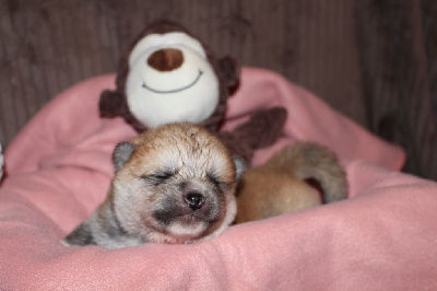 CHIOT