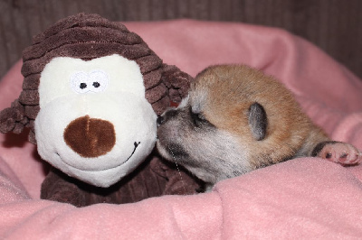 CHIOT