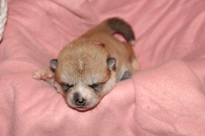 CHIOT