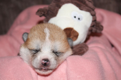 CHIOT