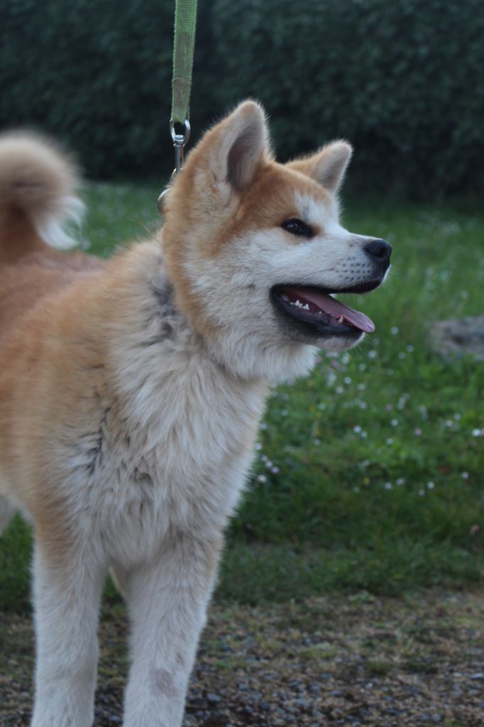No Bushido - Chiots disponibles - Akita