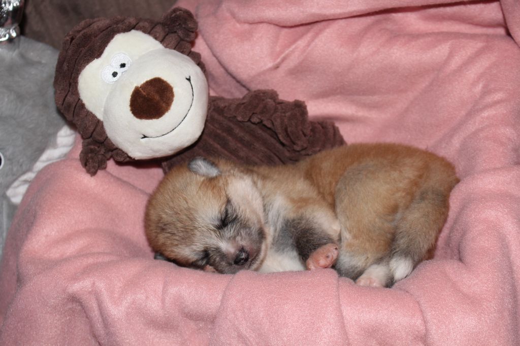 No Bushido - Chiots disponibles - Akita